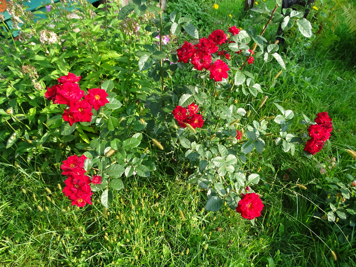 DSC00003 (700x525, 706Kb)