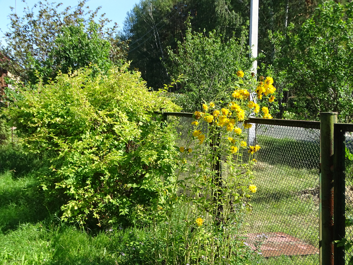 DSC00088 (700x525, 699Kb)