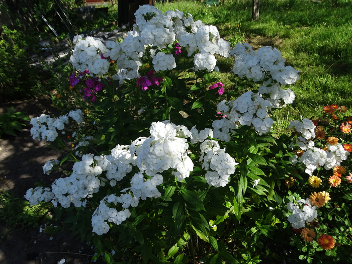 DSC00095 (700x525, 550Kb)