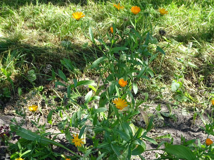 DSC00097 (700x525, 645Kb)
