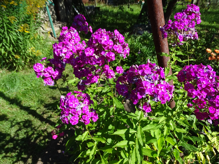 DSC00099 (700x525, 657Kb)
