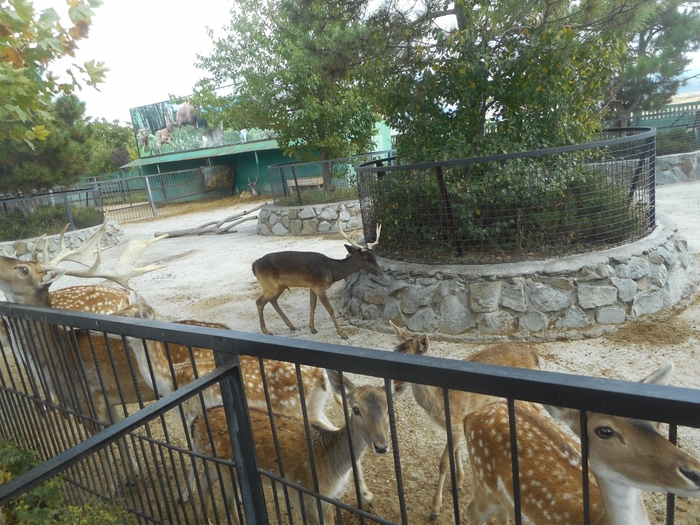 4752699_lbbDSCN0637 (700x525, 341Kb)