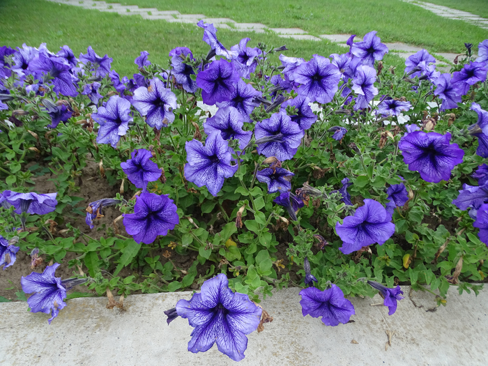 DSC00020 (700x525, 582Kb)