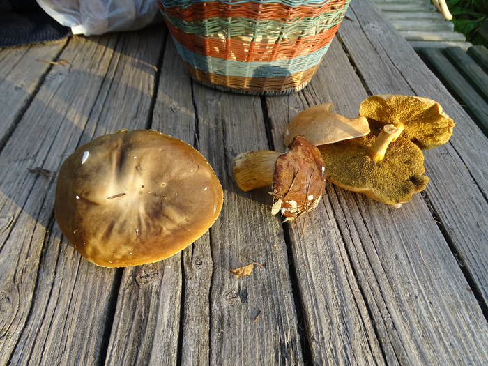 DSC00043 (700x525, 521Kb)