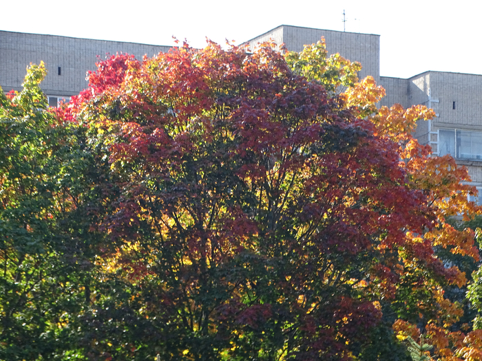 DSC00087 (700x525, 590Kb)