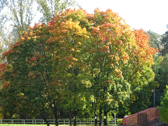 DSC00089 (700x525, 623Kb)