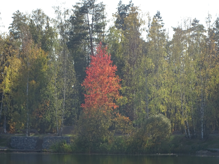 DSC00091 (700x525, 483Kb)