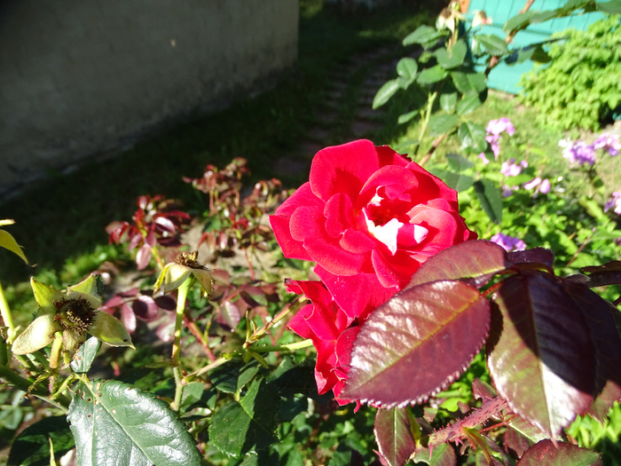 DSC00024 (700x525, 496Kb)