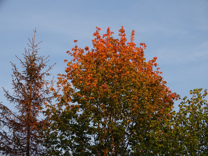 DSC00033 (700x525, 589Kb)
