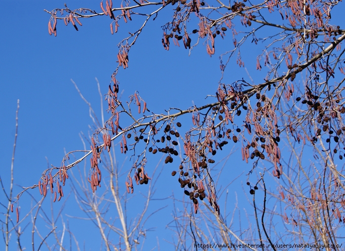 DSC02642 (700x508, 370Kb)