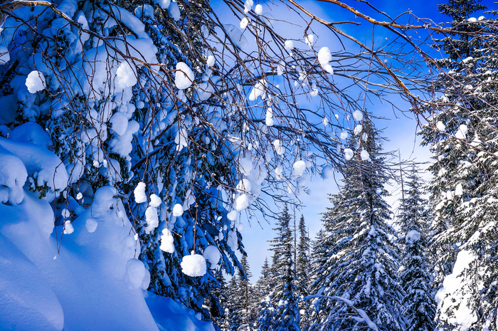 img3.akspic.ru-drevesnye_rasteniya-moroz-zamorazhivanie-sinij_cvet-sinij-2048x1361 (700x465, 408Kb)