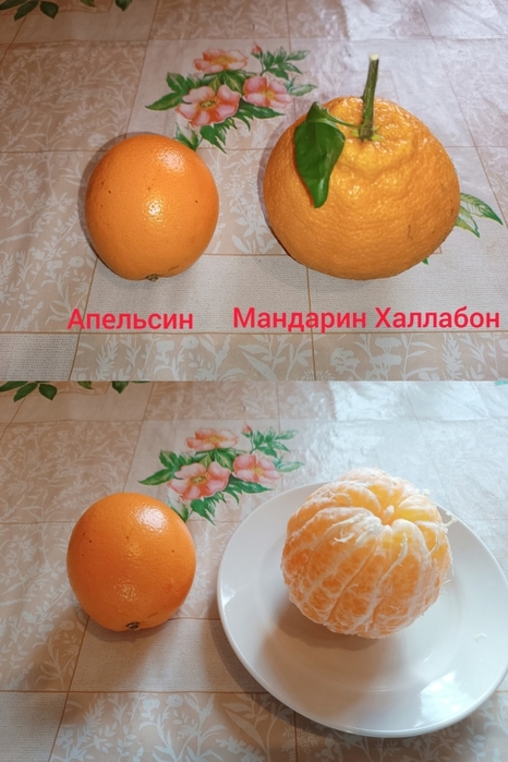 4433239_Mandarin_Hallabon (466x700, 236Kb)