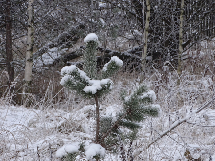 DSC00060 (700x525, 469Kb)