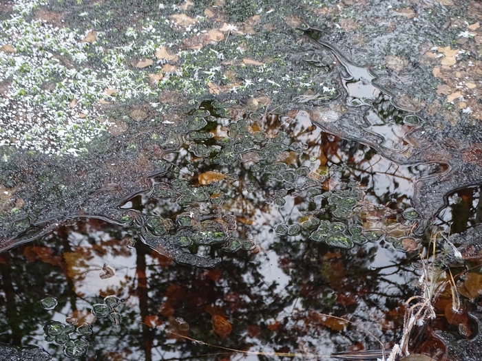 DSC00107 (700x525, 553Kb)