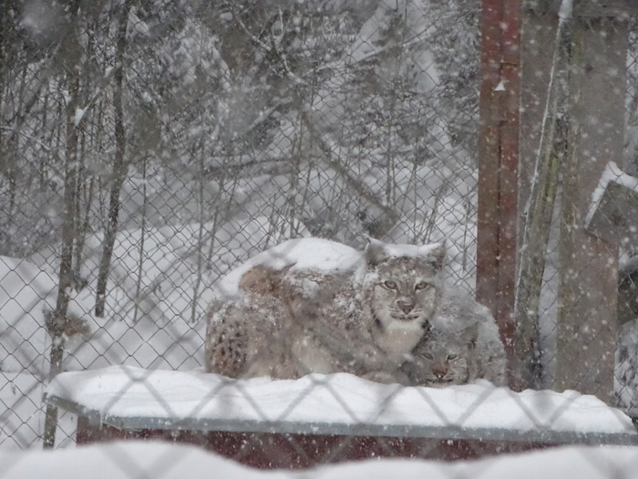 DSC00044 (700x525, 372Kb)