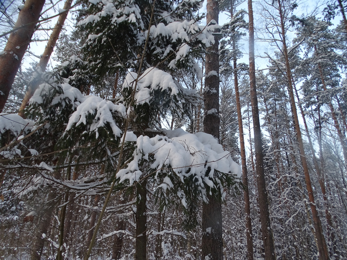 DSC00002 (700x525, 562Kb)