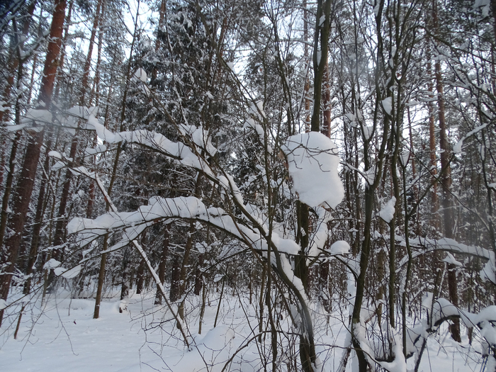 DSC00004 (700x525, 558Kb)