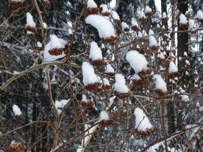 DSC00014 (700x525, 520Kb)