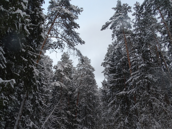 DSC00022 (700x525, 464Kb)