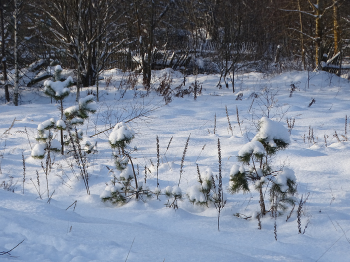 DSC00042 (700x525, 461Kb)