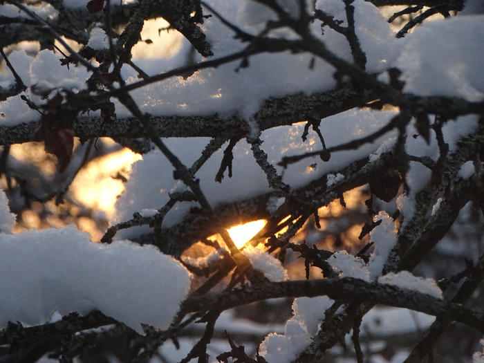 DSC00062 (700x525, 393Kb)