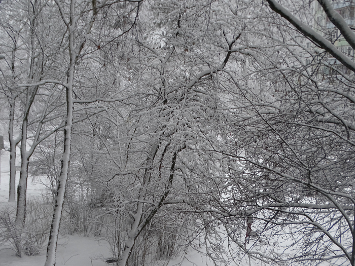 DSC00074 (700x525, 463Kb)