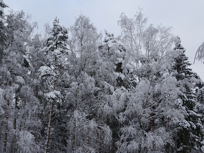 DSC00085 (700x525, 455Kb)