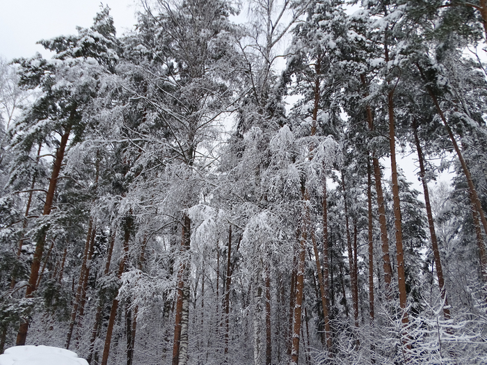 DSC00087 (700x525, 554Kb)