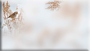 - (300x169, 14Kb)