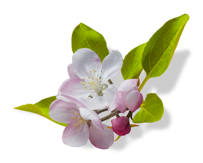 19c0e1d69266fc60f25b10c4fcfb0e67 (700x563, 234Kb)