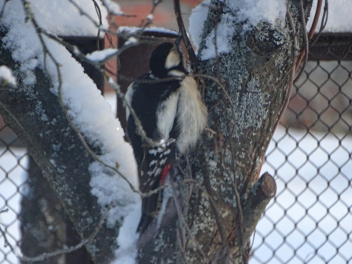 DSC00058 (700x525, 387Kb)