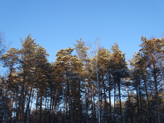 DSC00149 (700x525, 525Kb)