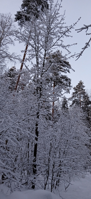1707342661753 (322x700, 288Kb)