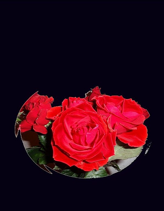 4085248_Alie_rozi55 (542x700, 45Kb)