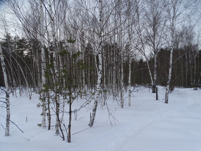 DSC00123 (700x525, 441Kb)