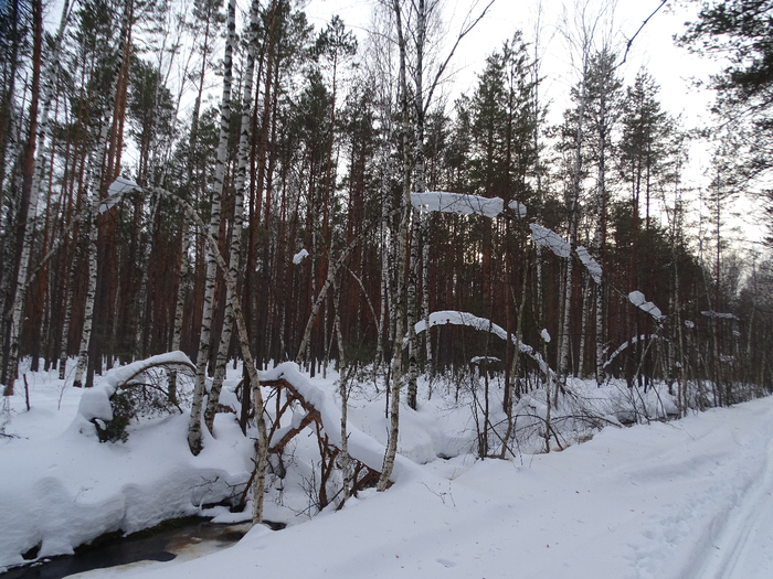 DSC00134 (700x525, 485Kb)