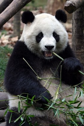 4743317_1141631016_1134751302_1134682978_panda_4 (280x420, 34Kb)