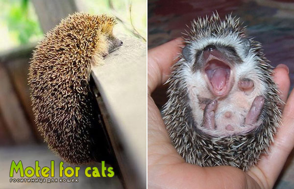 Гостиница для кошек в Самаре Motelforcats первая специализированная гостиница для кошек в Самаре  (10) (600x387, 185Kb)
