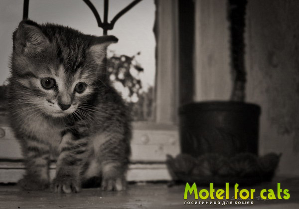Гостиница для кошек в Самаре Motelforcats первая специализированная гостиница для кошек в Самаре  (16) (600x419, 119Kb)