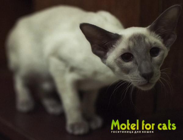 Гостиница для кошек в Самаре Motelforcats первая специализированная гостиница для кошек в Самаре  (2) (600x458, 107Kb)