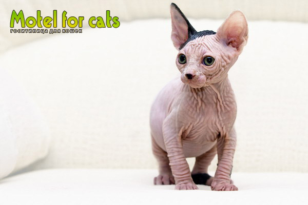 Гостиница для кошек в Самаре Motelforcats первая специализированная гостиница для кошек в Самаре  (4) (600x400, 96Kb)