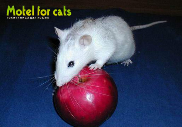 Гостиница для кошек в Самаре Motelforcats первая специализированная гостиница для кошек в Самаре  (6) (600x419, 144Kb)