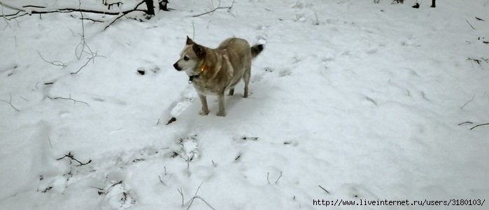 DSC_1637 (700x300, 103Kb)