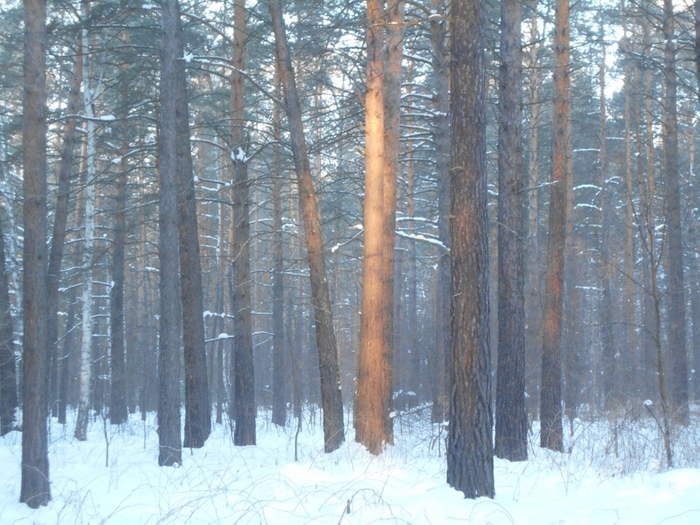 4533467_DSCN72921 (700x525, 316Kb)