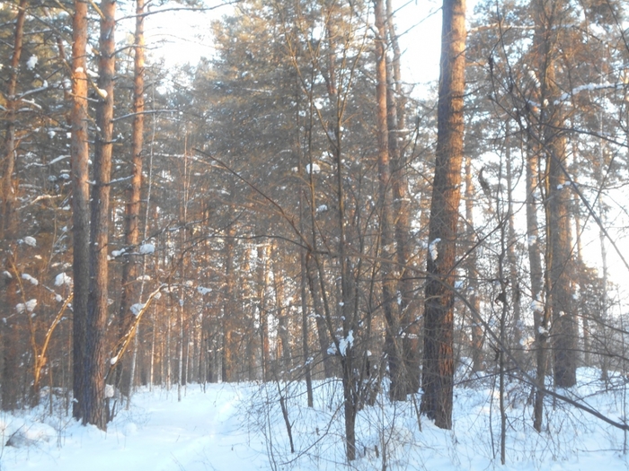 4533467_DSCN72961 (700x525, 342Kb)