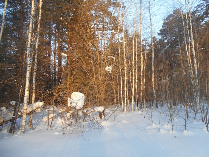 4533467_DSCN72981 (700x525, 343Kb)