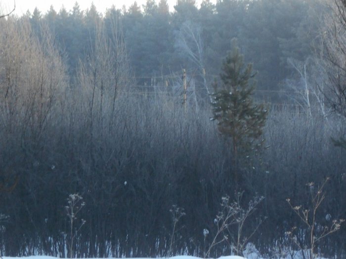 4533467_DSCN73001 (700x525, 247Kb)