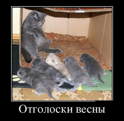 4743317_i22913 (506x493, 74Kb)