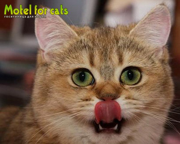     Motelforcats         (20) (600x479, 181Kb)