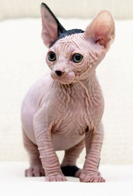      Motelforcats         (25) (271x400, 67Kb)